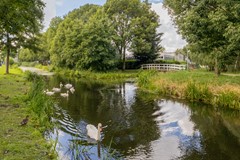 Vrouwenmantel 81  Schoonhoven 074.jpg